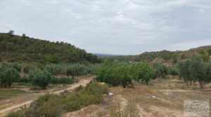 Finca de olivos de regadío a goteo en Caspe. para vender con regadío por 66.000€