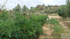 Finca de olivos de regadío a goteo en Caspe. a buen precio con regadío