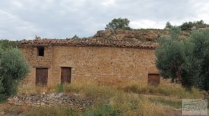 Foto de Finca de olivos de regadío a goteo en Caspe. con regadío