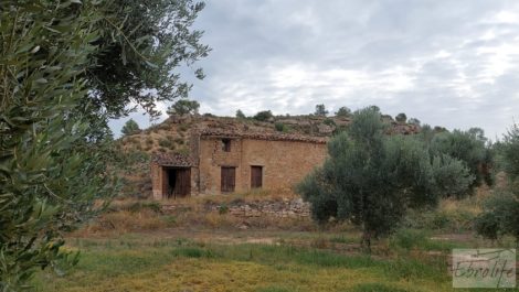 Finca de olivos de regadío a goteo en Caspe.