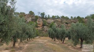 Foto de Finca de olivos de regadío a goteo en Caspe. en venta con regadío por 66.000€