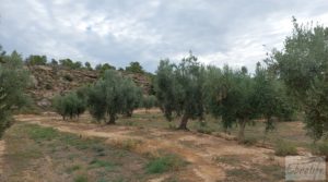 Vendemos Finca de olivos de regadío a goteo en Caspe. con regadío