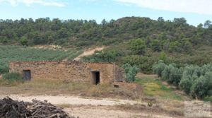 Se vende Finca de olivos de regadío a goteo en Caspe. con regadío