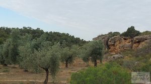 Se vende Finca de olivos de regadío a goteo en Caspe. con regadío