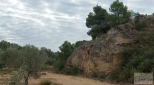 Detalle de Finca de olivos de regadío a goteo en Caspe. con regadío