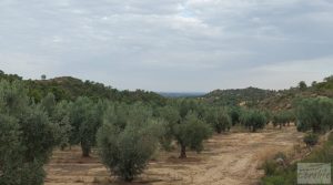 Finca de olivos de regadío a goteo en Caspe. en oferta con regadío