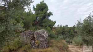 Foto de Finca de olivos de regadío a goteo en Caspe. con regadío