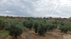 Finca de olivos de regadío a goteo en Caspe. en oferta con regadío