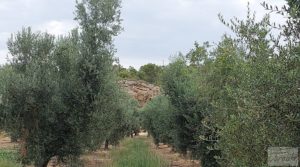 Detalle de Finca de olivos de regadío a goteo en Caspe. con regadío por 66.000€