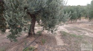 Foto de Finca de olivos de regadío a goteo en Caspe. en venta con regadío por 66.000€