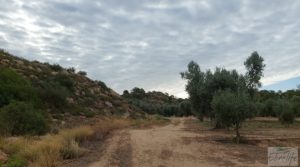 Foto de Finca de olivos de regadío a goteo en Caspe. con regadío