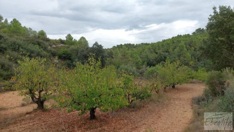 Finca en Calaceite.