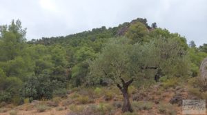 Finca en Ráfales. en venta con olivos centenarios