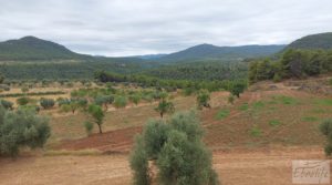Finca en Ráfales. para vender con olivos centenarios por 190.000€