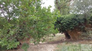 Finca en Mirambel para vender con electricidad con paneles solares