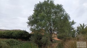 Vendemos Finca en Mirambel con electricidad con paneles solares