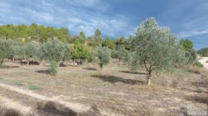 Detalle de Finca en Horta de Sant Joan con reserva de agua. pozo con noria