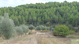 Vendemos Finca en Horta de Sant Joan con establos