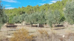 Vendemos Finca en Horta de Sant Joan con reserva de agua. pozo con noria por 56.000€