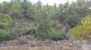 Finca en Horta de Sant Joan en venta con reserva de agua. pozo con noria por 56.000€