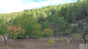 Vendemos Finca en Horta de Sant Joan con establos por 56.000€