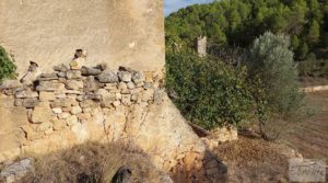 Finca en Horta de Sant Joan en venta con reserva de agua. pozo con noria