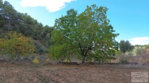 Finca en Horta de Sant Joan para vender con reserva de agua. pozo con noria por 56.000€