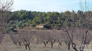 Vendemos Finca en Calaceite con olivares centenarios, almendros y bosques. con buenos accesos por 35.000€
