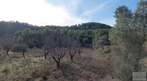 Finca en Calaceite con olivares centenarios, almendros y bosques. en oferta con buenos accesos