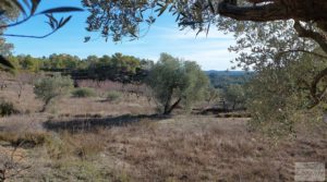 Finca en Calaceite con olivares centenarios, almendros y bosques. a buen precio con buenos accesos por 35.000€