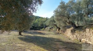 Vendemos Finca en Calaceite con olivares centenarios, almendros y bosques. con tranquilidad y privacidad