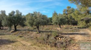 Finca en Calaceite con olivares centenarios, almendros y bosques. a buen precio con buenos accesos