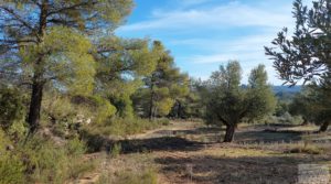 Finca en Calaceite con olivares centenarios, almendros y bosques. para vender con buenos accesos