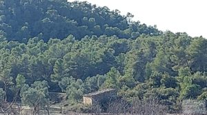 Foto de Finca en Calaceite con olivares centenarios, almendros y bosques. en venta con tranquilidad y privacidad