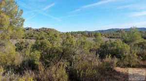 Finca en Calaceite con olivares centenarios, almendros y bosques. para vender con buenos accesos por 35.000€