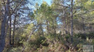 Finca en Calaceite con olivares centenarios, almendros y bosques. en venta con buenos accesos