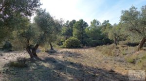 Foto de Finca en Calaceite con olivares centenarios, almendros y bosques. con tranquilidad y privacidad por 35.000€