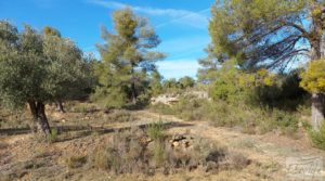 Finca en Calaceite con olivares centenarios, almendros y bosques. en oferta con tranquilidad y privacidad por 35.000€
