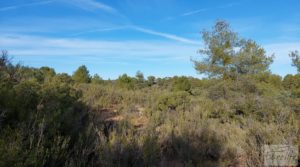 Finca en Calaceite con olivares centenarios, almendros y bosques. para vender con buenos accesos por 35.000€