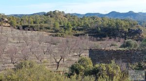 Finca en Calaceite con olivares centenarios, almendros y bosques. a buen precio con tranquilidad y privacidad por 35.000€