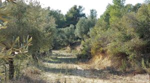 Finca en Calaceite con olivares centenarios, almendros y bosques. en oferta con buenos accesos por 35.000€