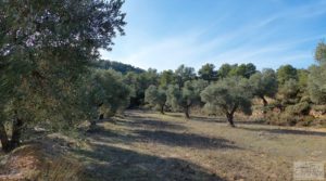 Finca en Calaceite con olivares centenarios, almendros y bosques. en oferta con buenos accesos por 35.000€