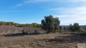 Finca en Calaceite con olivares centenarios, almendros y bosques. en oferta con tranquilidad y privacidad