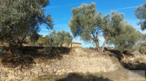 Finca en Calaceite con olivares centenarios, almendros y bosques. para vender con tranquilidad y privacidad por 35.000€