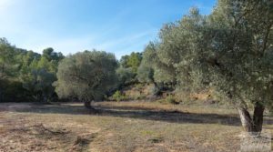 Foto de Finca en Calaceite con olivares centenarios, almendros y bosques. con tranquilidad y privacidad