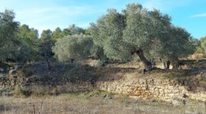 Finca en Calaceite con olivares centenarios, almendros y bosques. para vender con tranquilidad y privacidad por 35.000€