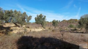 Finca en Calaceite con olivares centenarios, almendros y bosques. a buen precio con buenos accesos por 35.000€