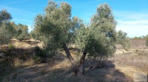 Finca en Calaceite con olivares centenarios, almendros y bosques. en oferta con buenos accesos por 35.000€