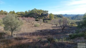 Detalle de Finca en Calaceite con olivares centenarios, almendros y bosques. con buenos accesos por 35.000€