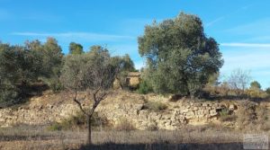 Finca en Calaceite con olivares centenarios, almendros y bosques. en venta con tranquilidad y privacidad por 35.000€